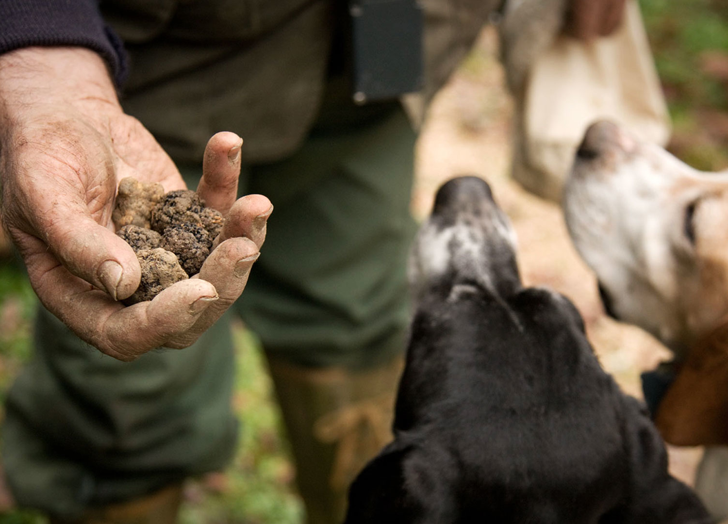 CACCIA AL TARTUFO