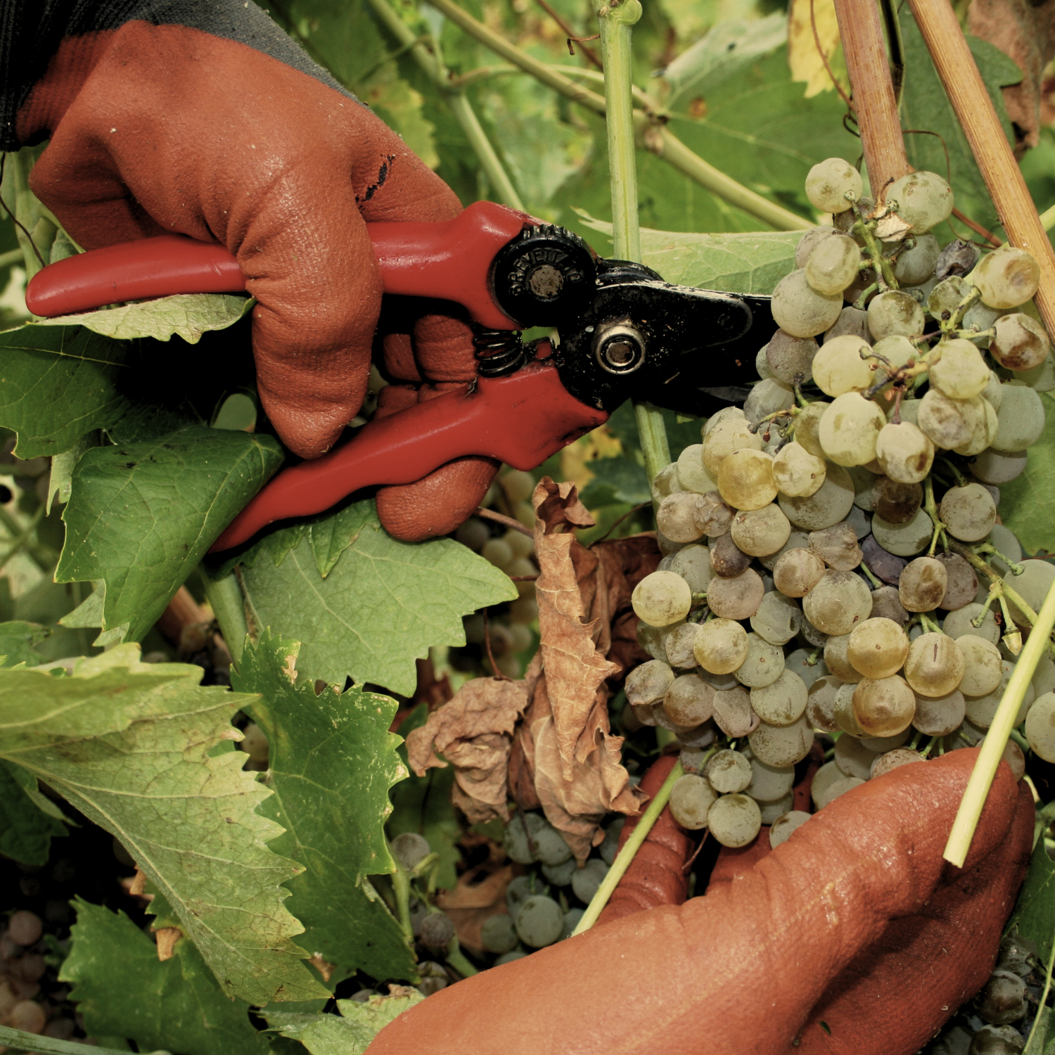 VENDEMMIA